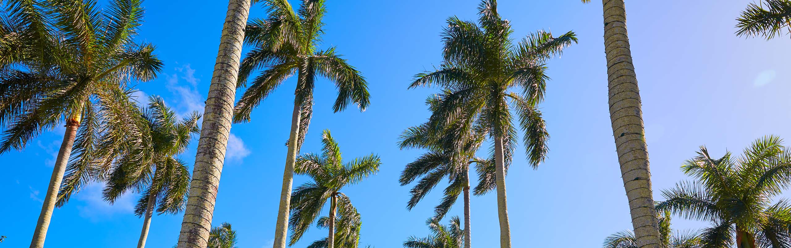 Web Designer in Palm Springs, FL